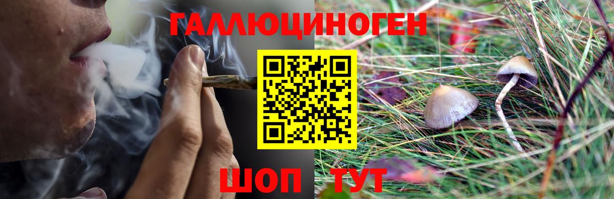 Гусев  Галлюциногенные грибы Psilocybine cubensis  Вход с VPN  Псилоцибиновые грибы мицелий 
